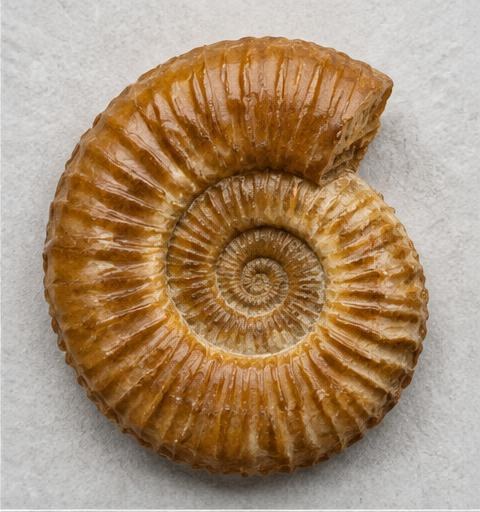 Representative ammonite fossils