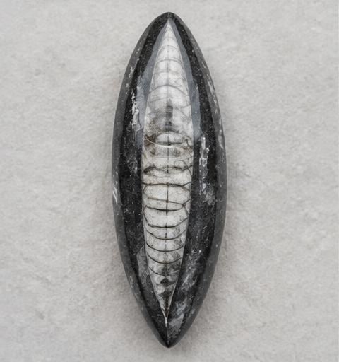 Representative orthoceras fossils