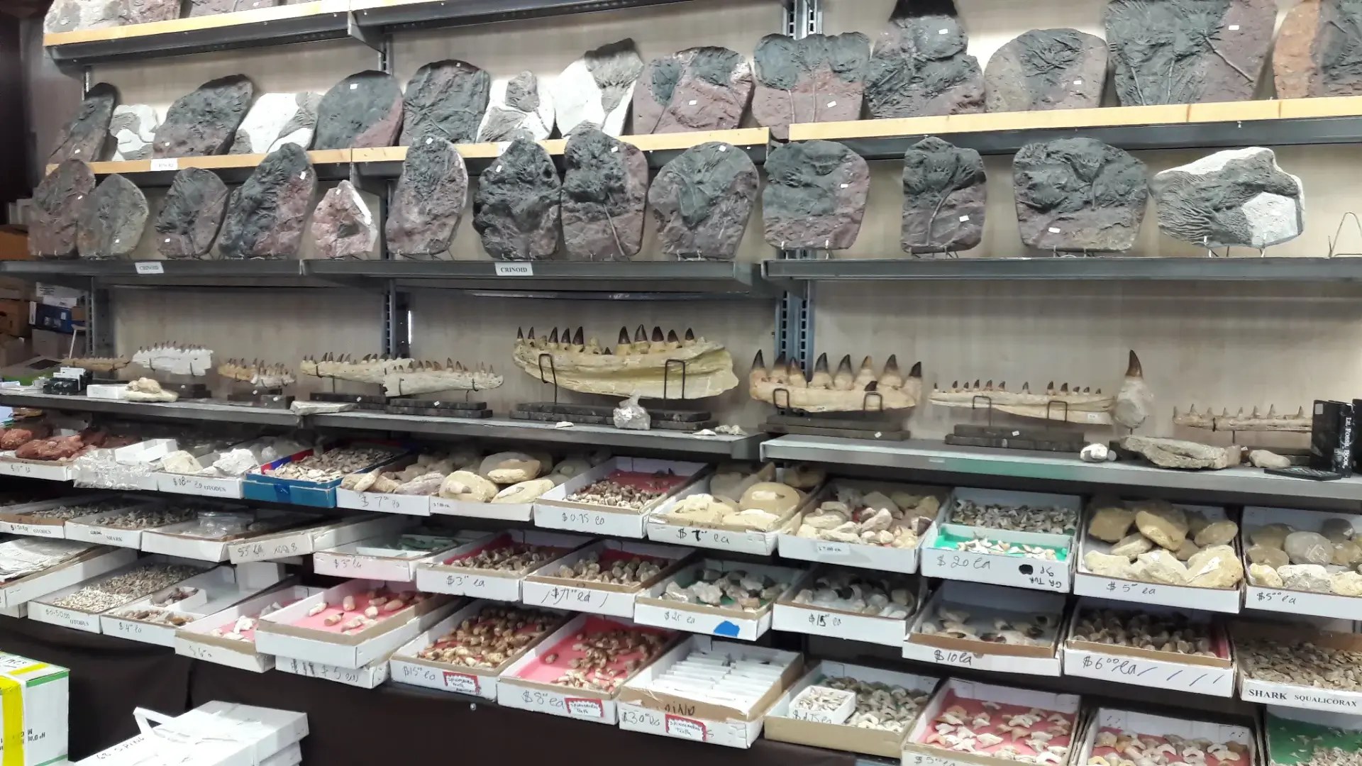 Crinoids and teeth display in the Tucson warehouse