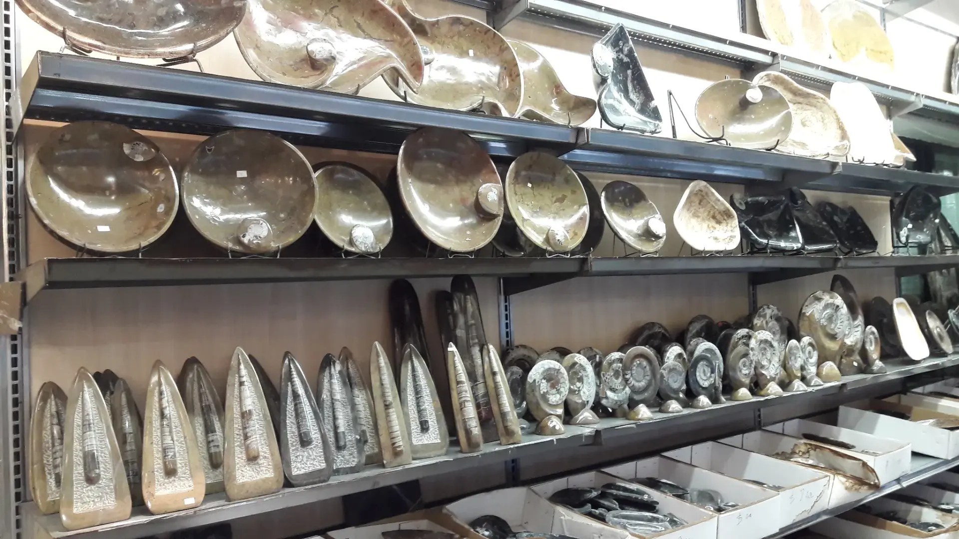 Polished fossil products displayed in the Tucson warehouse