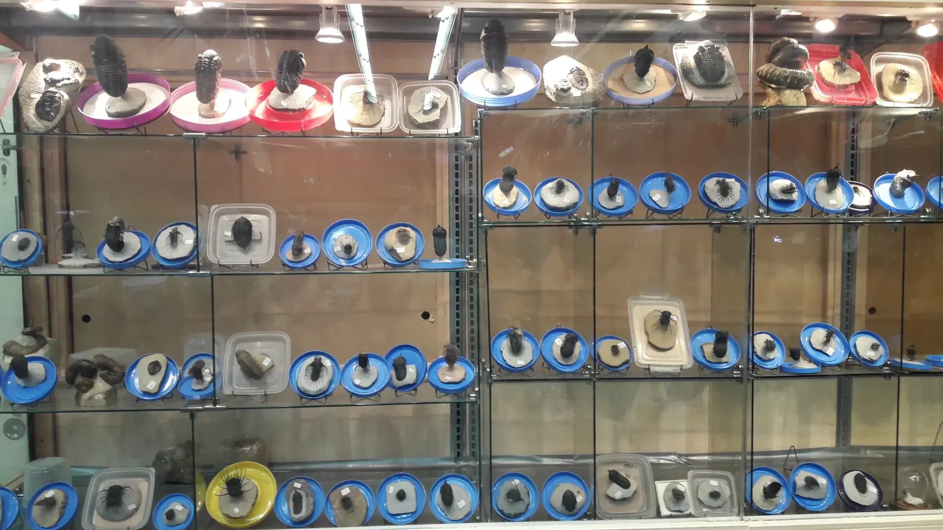 Trilobite specimens displayed in the Sahara Sea Collection warehouse